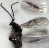 Orthocentrinae inconnu